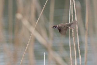 Se zaměřením na ptáky - zda vrabec polní