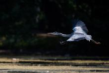 Startující Volavka, pár set metrů od paneláků, fakt!