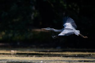 Startující Volavka, pár set metrů od paneláků, fakt!