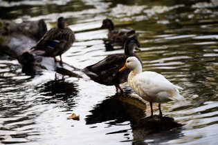 Kachna divoká albín, asi nějaký mutant :-)