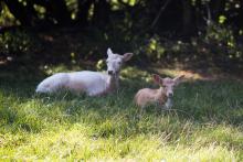 Bílí daňci, pár desítek metrů od paneláků, fakt!