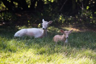 Bílí daňci, pár desítek metrů od paneláků, fakt!