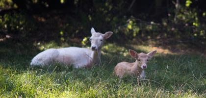 1. víkend v říjnu 2021