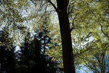 V kuřimské oboře je krásně