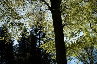 V kuřimské oboře je krásně