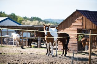 Kolem koňských farem chodíme moc rádi