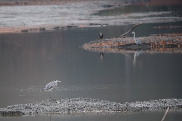 Měsíční krajina se dvěma volavkami a kormoránem