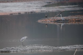 Měsíční krajina se dvěma volavkami a kormoránem