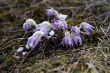 Ani koniklecům se tento způsob jara nezdál právě běžný :)