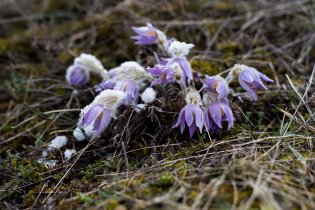 Ani koniklecům se tento způsob jara nezdál právě běžný :)