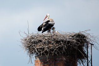 Hurá, maminka jedovnických čápat se konečně objevila.