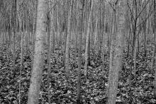 Tento lesík jsme úplně nepochopili