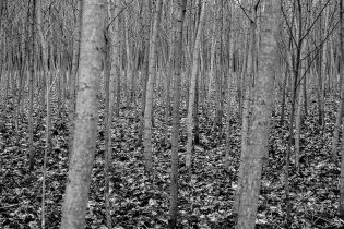 Tento lesík jsme úplně nepochopili