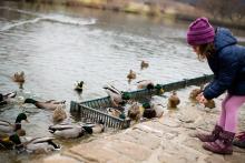 Krmíme vodní ptactvo u rybníku Srpek