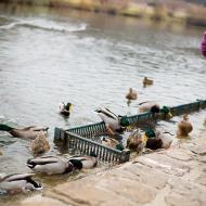 Krmíme vodní ptactvo u rybníku Srpek