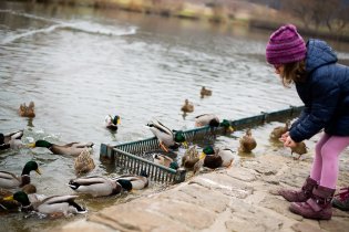 Krmíme vodní ptactvo u rybníku Srpek