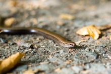 Slepýšovi z očí do očí