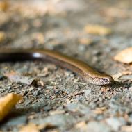 Slepýšovi z očí do očí