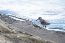 Na Strachotínských schodech prý bývají bahňáci, a byli!
