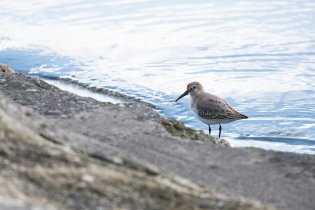 Na Strachotínských schodech prý bývají bahňáci, a byli!