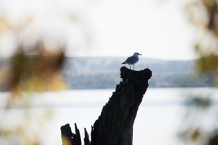 Racek na suchém kmeni symbolizuje důstojnost