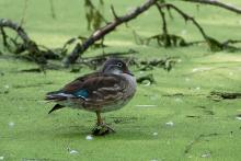 Kachnička mandarínská