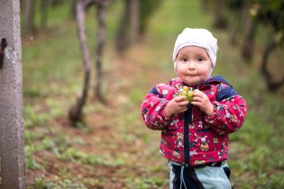 Zodpovědný pracovník na vinobraní  musí ochutnat, jestli je víno dostatečně sladké