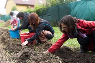 A že vína dozrálo málo, plynule jsme se  přesunuli k bramborám