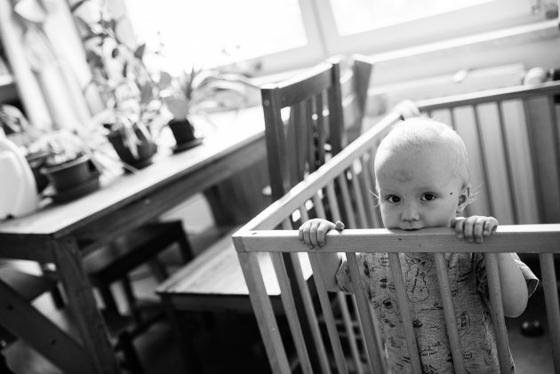 Odjezd na dovolenou se blíží, Viki z ohrádky kontroluje poslední přípravy