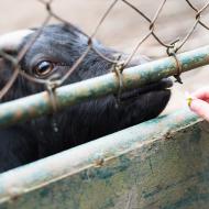 Kozičko, dala by sis sedmikrásku?