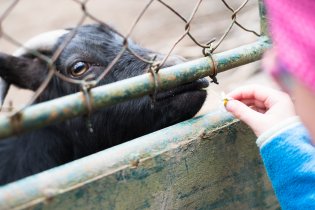 Kozičko, dala by sis sedmikrásku?