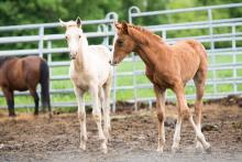 My obdivujeme hříbátka v Ladné