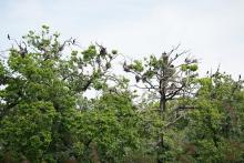 Tak hnízdí kormoráni