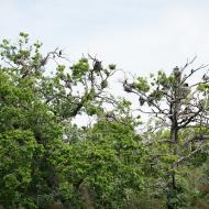 Tak hnízdí kormoráni