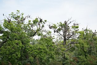 Tak hnízdí kormoráni