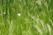 A tak to kvete v lednickém parku