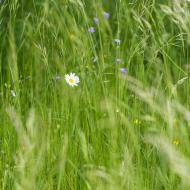 A tak to kvete v lednickém parku