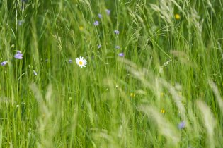 A tak to kvete v lednickém parku