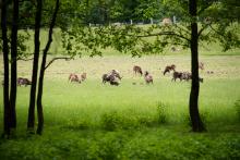Pozorovatelna muflonů