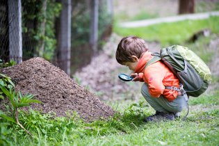 A o kousek dál pozorovatelna mravenců