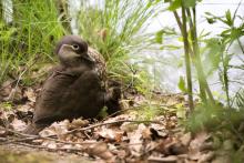 A ještě o pár kroků vedle - kachna chocholatá i s chocholátkem