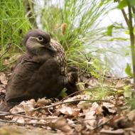 A ještě o pár kroků vedle - kachna chocholatá i s chocholátkem