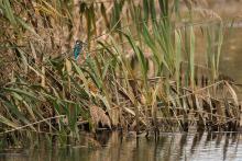 Ledňáček říční