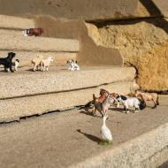 Zoologická zahrada, račte vstoupit