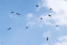 Tento slet čápů bílých způsobil v Jedovnicích malé pozdvižení