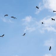 Tento slet čápů bílých způsobil v Jedovnicích malé pozdvižení