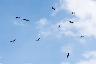 Tento slet čápů bílých způsobil v Jedovnicích malé pozdvižení