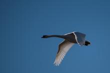 Labuť od Milíčovských rybníků