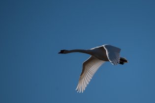 Labuť od Milíčovských rybníků