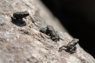 Jakože opravdu bylo